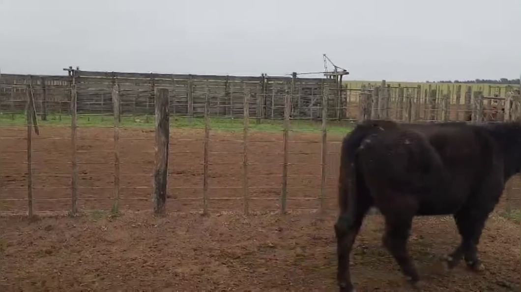 Lote 20 vacas vacías