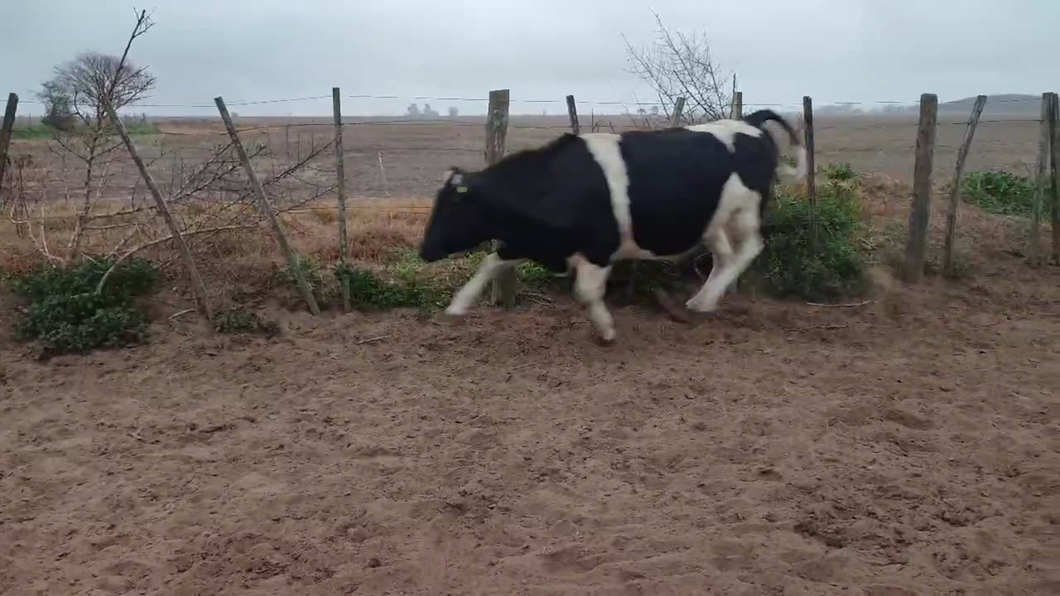 Lote 38 novillos