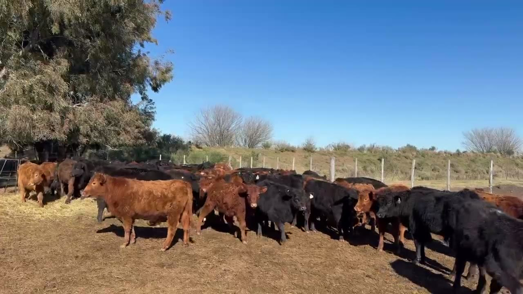 Lote 120 terneros