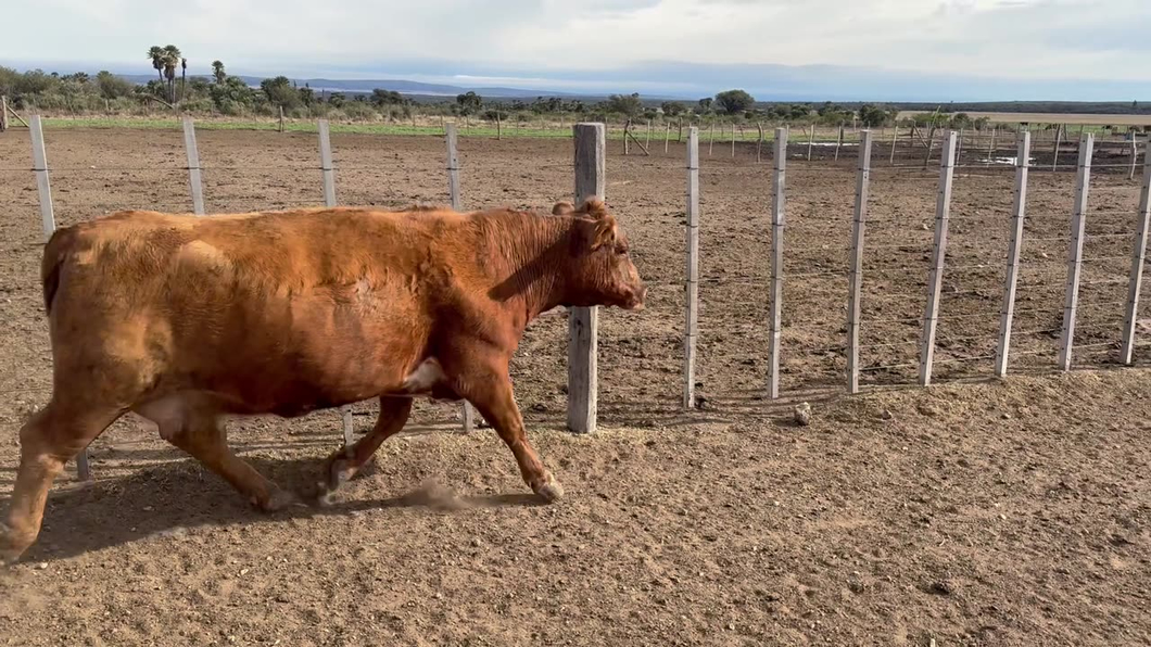 Lote 29 vacas