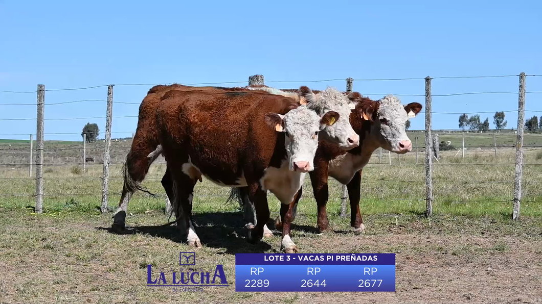 Lote VACAS PI PREÑADAS