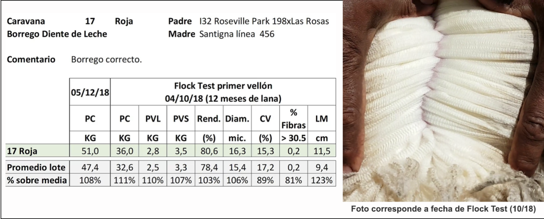 Lote Caravana 17