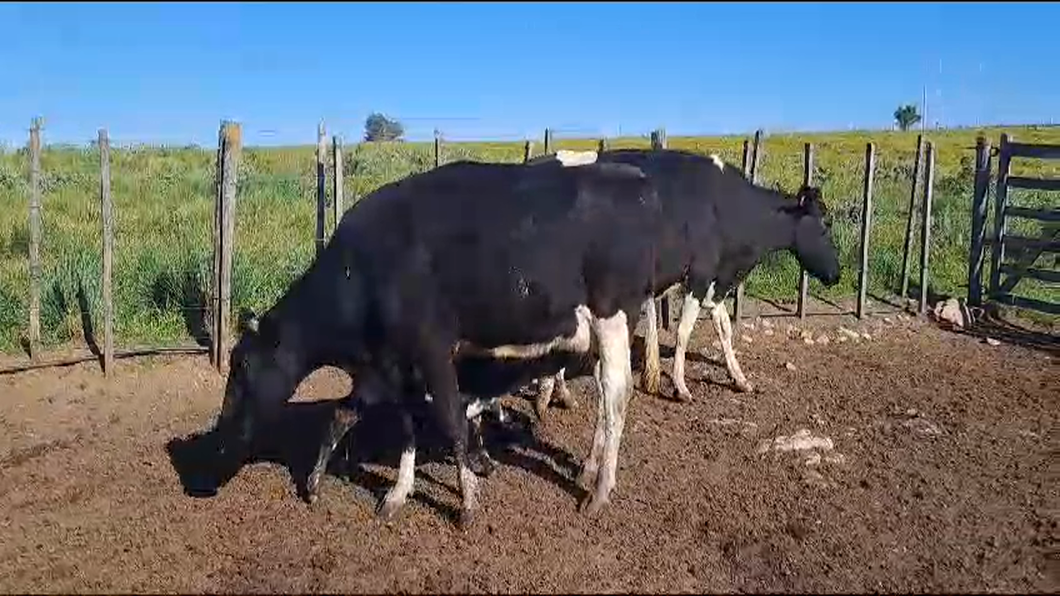 Lote 4 Piezas de cría HOLANDO a remate en 9° Entre Martillos en CARRETON