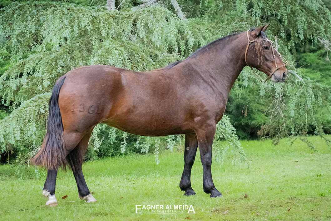 Lote QUELEN VICUÑA