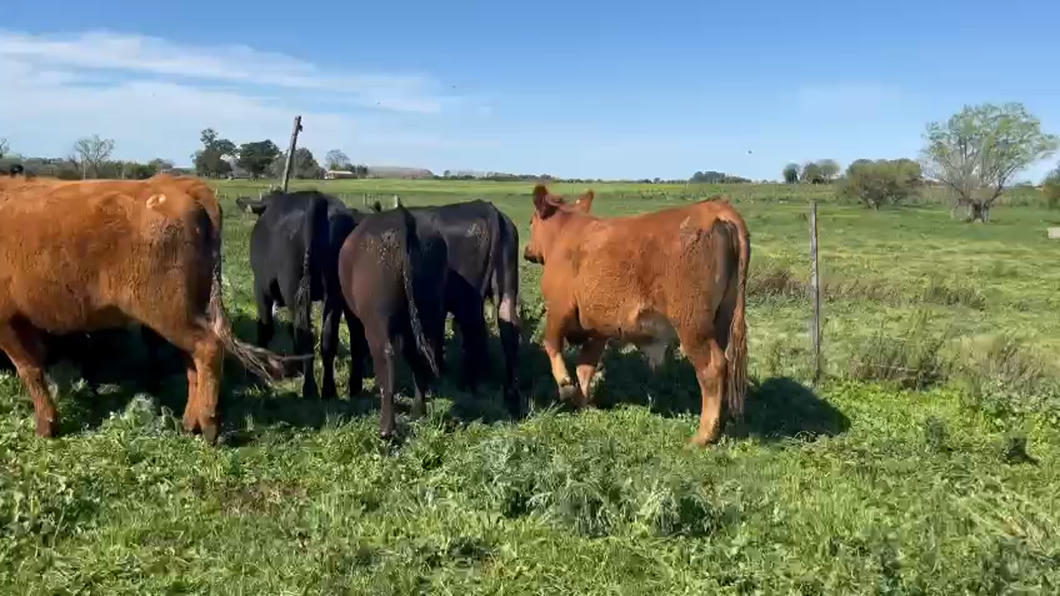 Lote 19 Novillos a remate en 9° Entre Martillos, Canelones