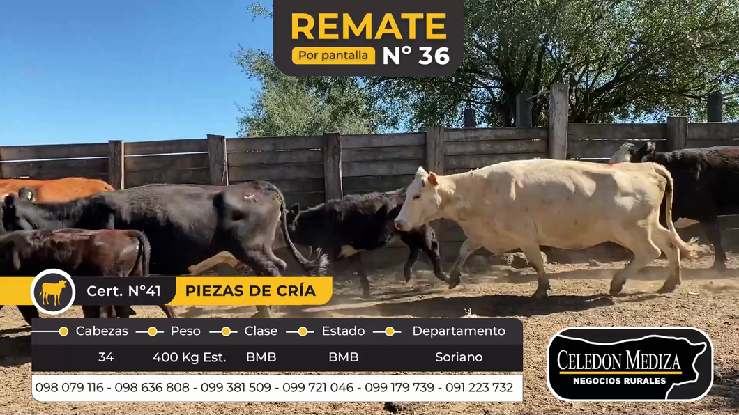 Lote 34 Piezas de cría en Soriano