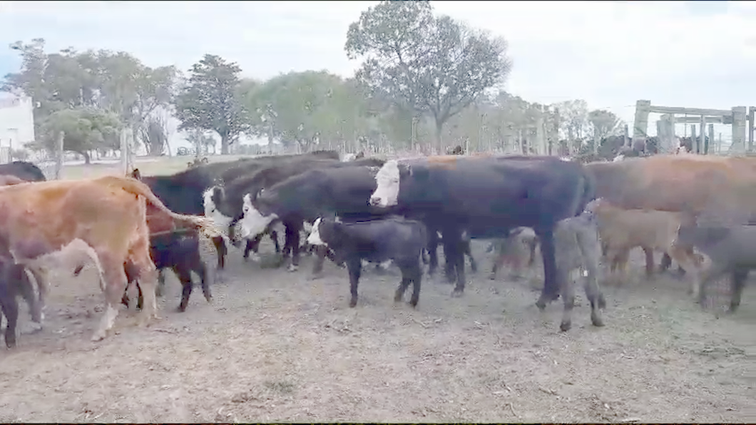 Lote 62 Piezas de cría a remate en Aniversario 115 Años - Camy en San Gregorio