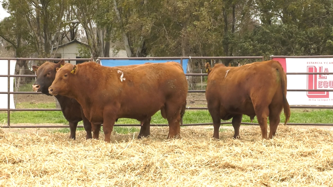 Lote TOROS ANGUS COLORADOS PC