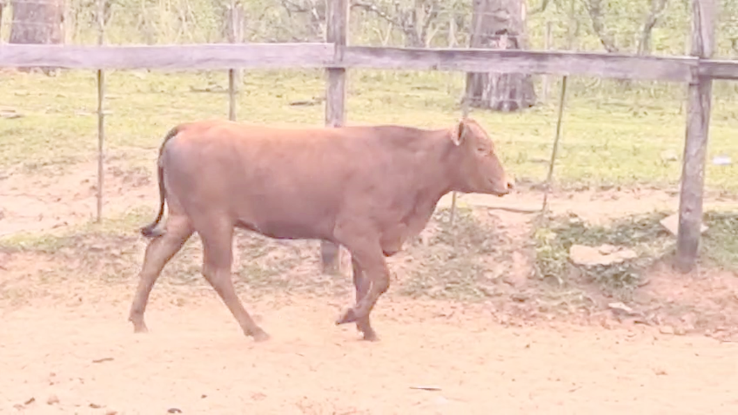 Lote Vaquillas Brangus a remate en Pantalla El Plantelaso 360kg -  en Cnel. Oviedo