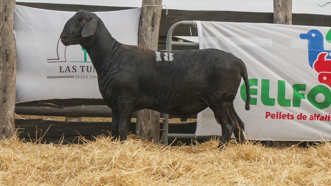 Lote SANTA INES MACHO