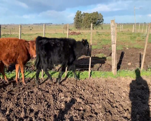 Lote (Vendido)6 Mixto 2 AA,  1 RA X HO,  Y 3 AA X HO a remate en 9vo Remate Virtual 210kg - , Soriano