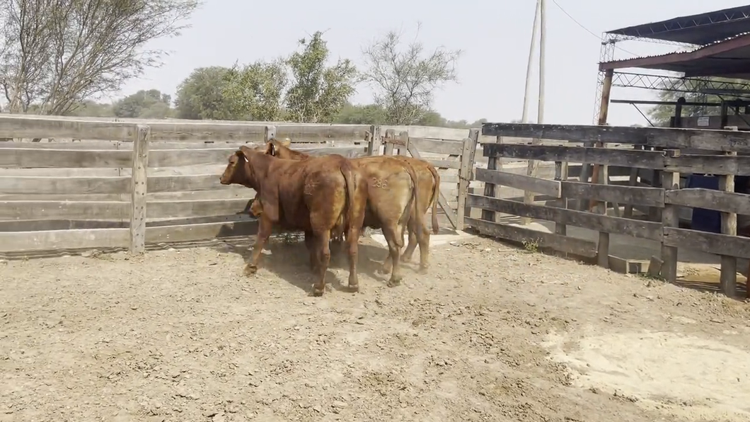 Lote VAQUILLAS BRANGUS, Cabaña "DOÑA ANITA"