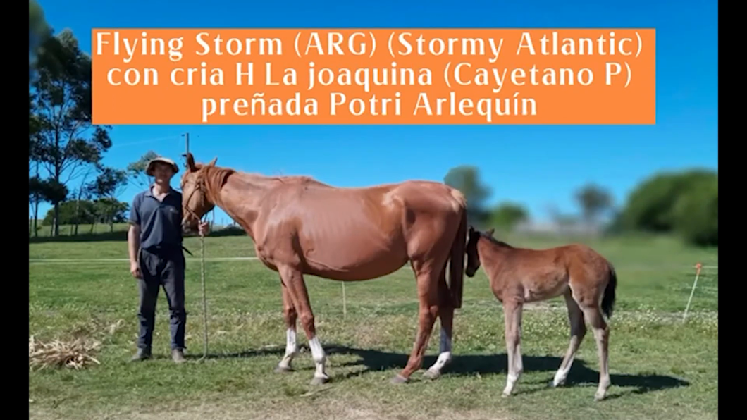 Lote FLYING STORM (Arg)