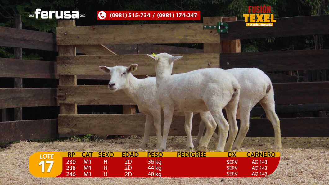 Lote Lote 17