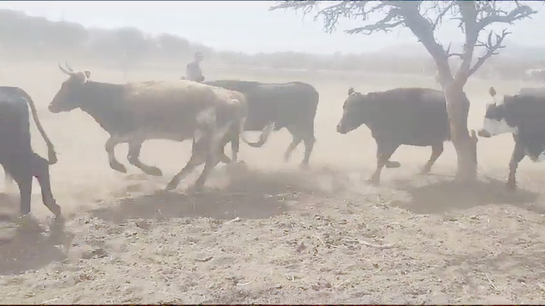 Lote 150 Vacas Braford en Córdoba, Córdoba