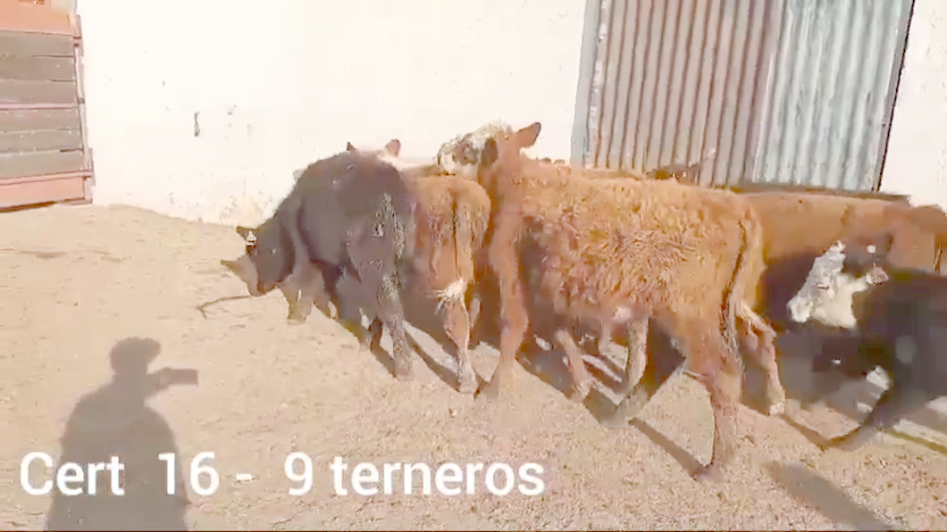 Lote TERNEROS