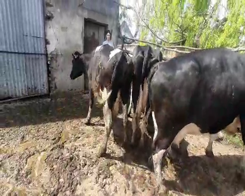 Lote (Vendido)5 Vacas de Invernada HOLANDO a remate en REMATE DE PANTALLA 500kg -  en Asociación Rural de San José