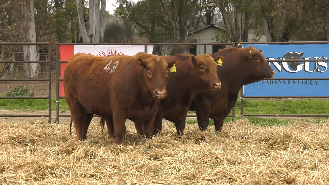 Lote TOROS ANGUS COLORADOS PC