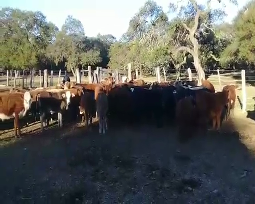 Lote Terneros/as en Esquina, Corrientes