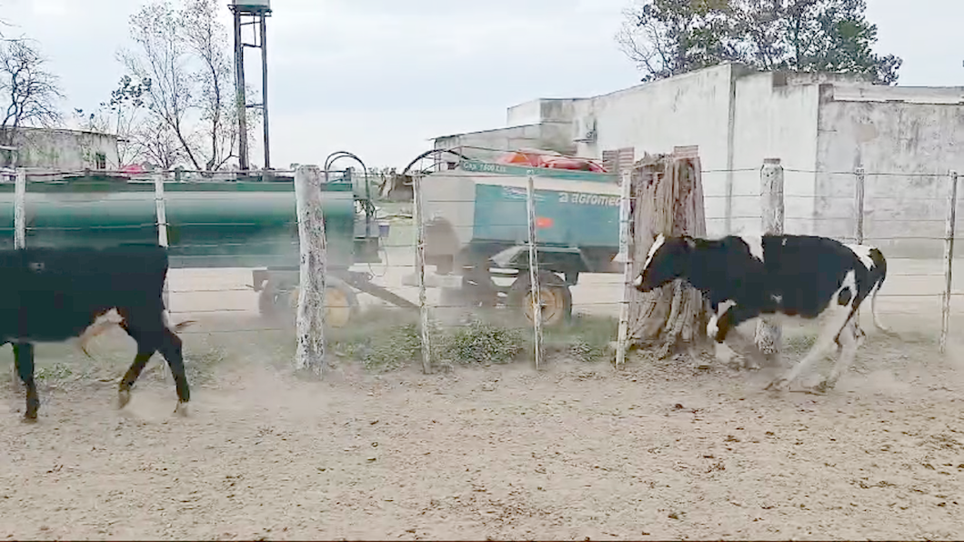 Lote 14 Terneros