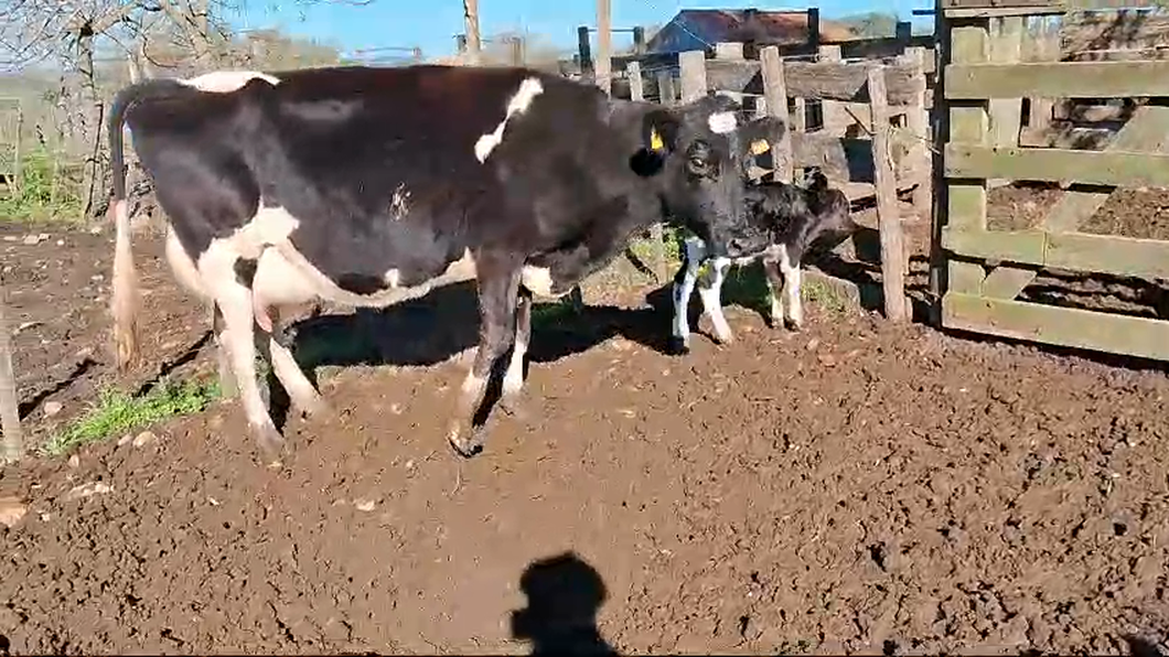 Lote Vaca Holando a remate en Pantalla Camy  450kg -  en Ruta 3 km 120