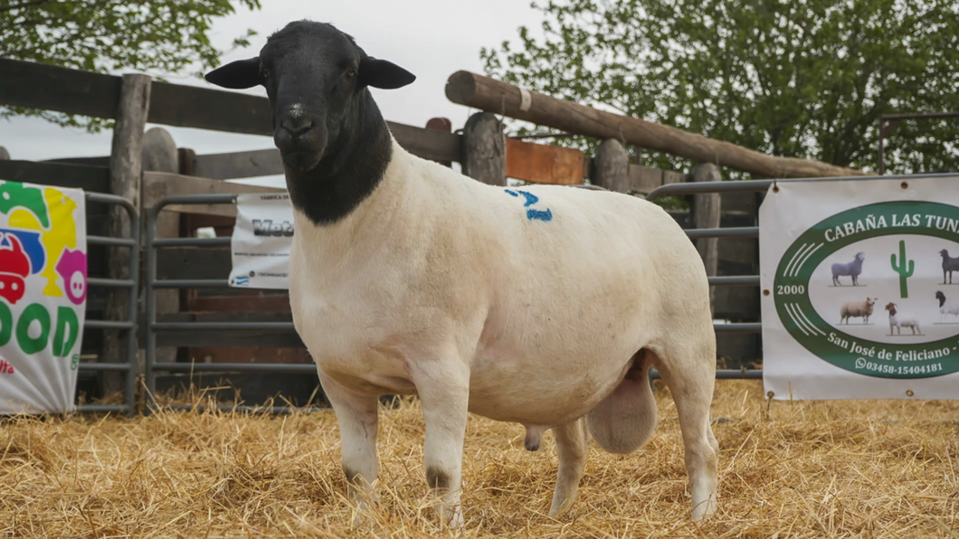 Lote DORPER MACHO