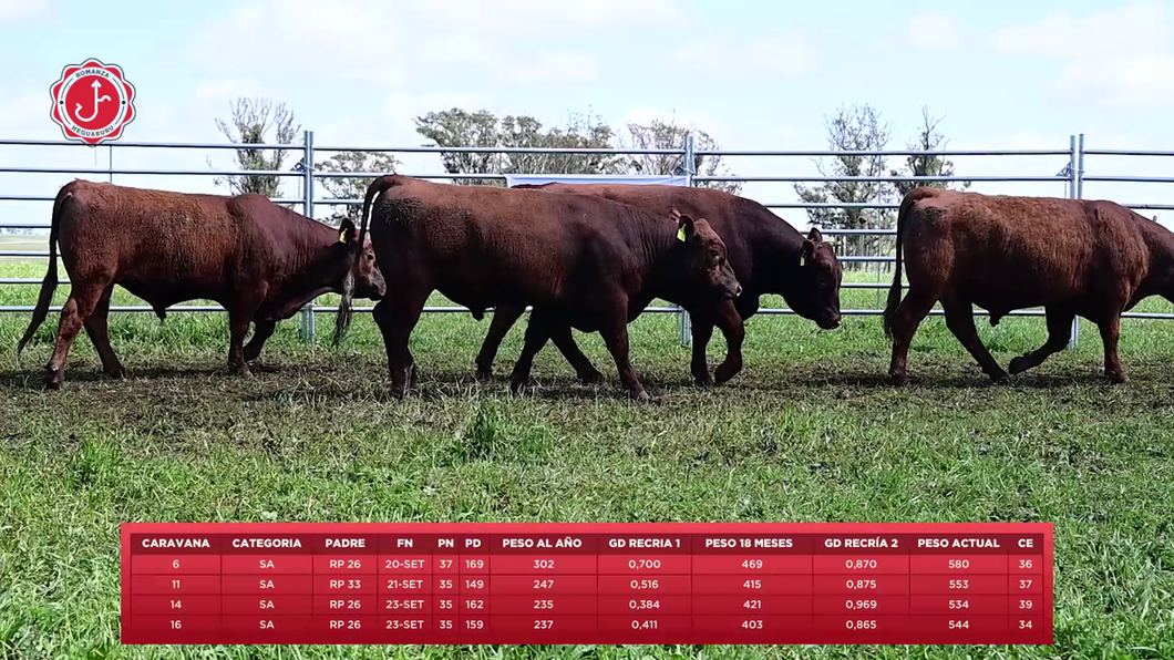 Lote 3 Toros a remate en 8º Remate Anual - Estancia Romanza, Tacuarembó