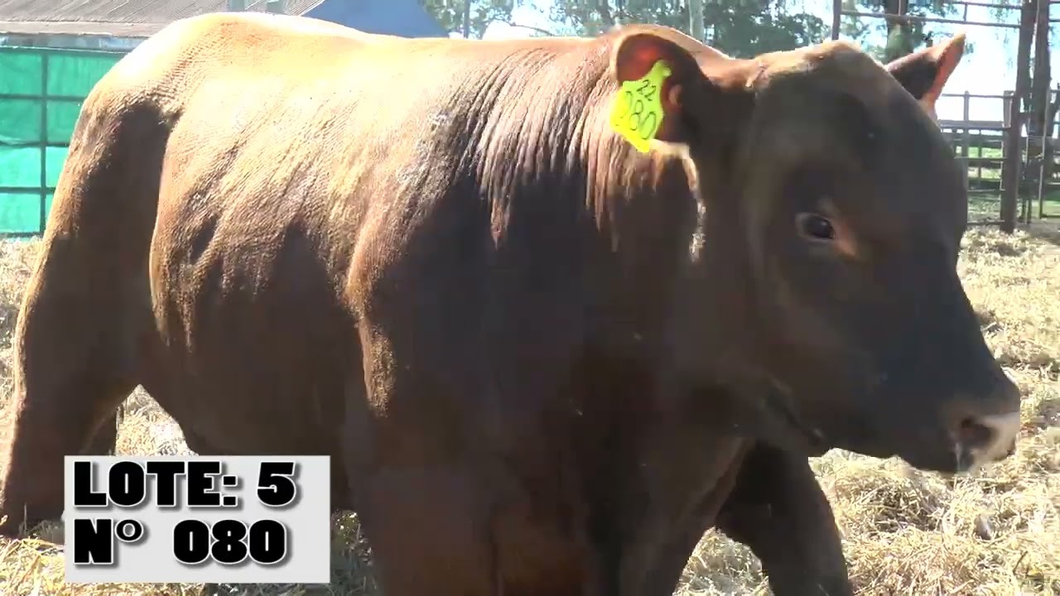 Lote 3 Toros a remate en Toros para Vaquillonas - La Empastada, Durazno