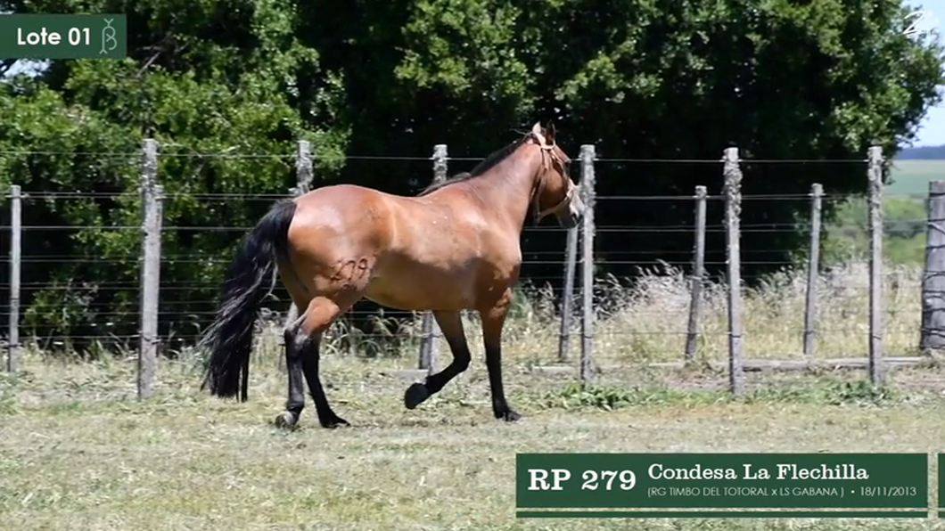 Lote Condesa La Flechilla