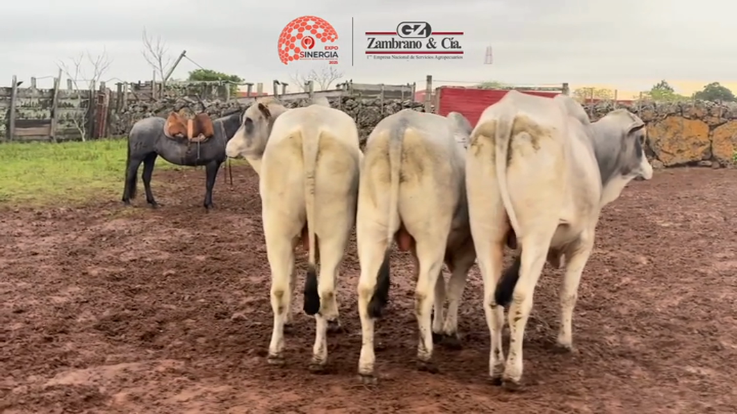 Lote Lote 26