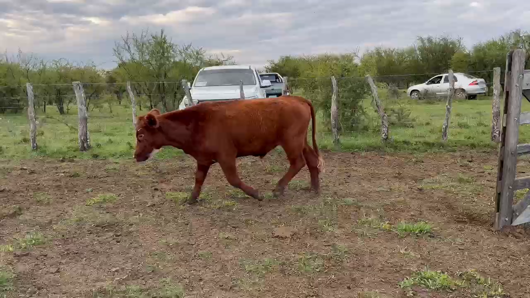 Lote 100 Novillitos