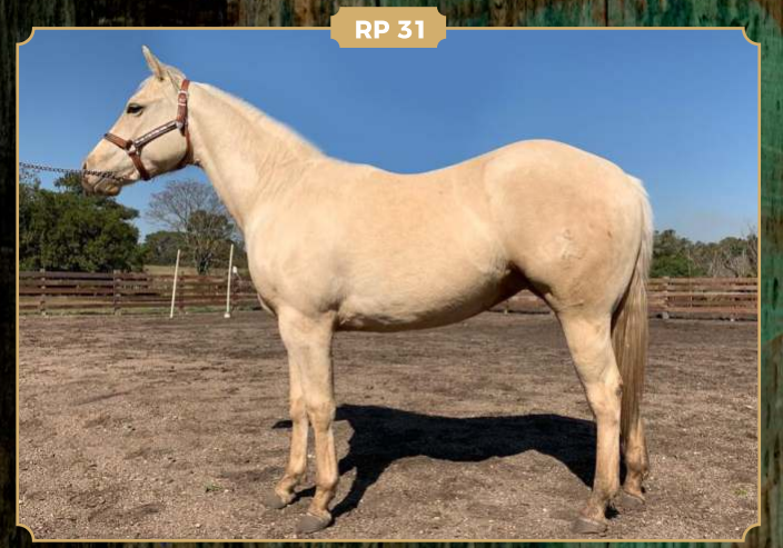 Lote CAPRICHOSA ESMERALDA