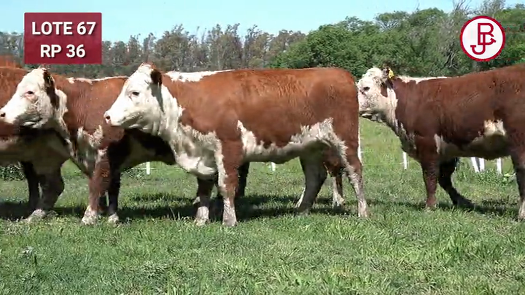 Lote VAQUILLONAS PREÑADAS Polled Hereford -PARICION OTOÑO 2024-