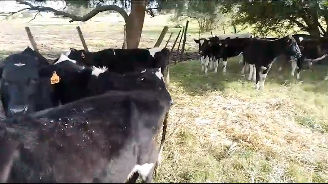 Lote 15 Terneros Holando a remate en Pantalla Camy  160kg -  en Rincon de Albano