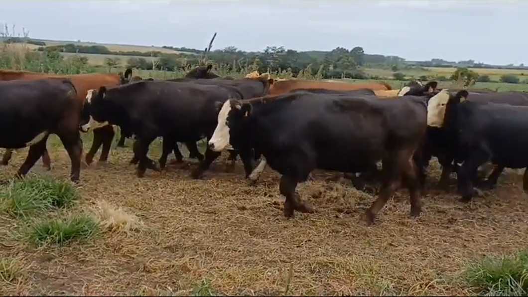 Lote 23 Novillos 1 a 2 años ANGUS/ HEREFORD a remate en #42 Pantalla Carmelo  425kg -  en SAN PEDRO