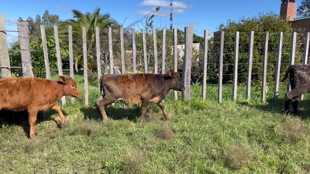 Lote TERNEROS Y TERNERAS