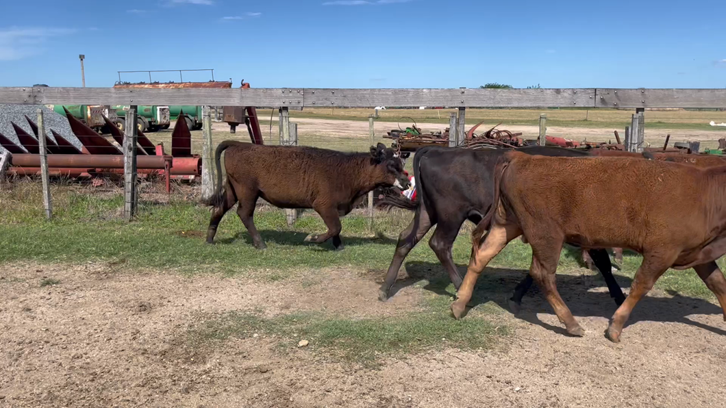 Lote TERNEROS Y TERNERAS