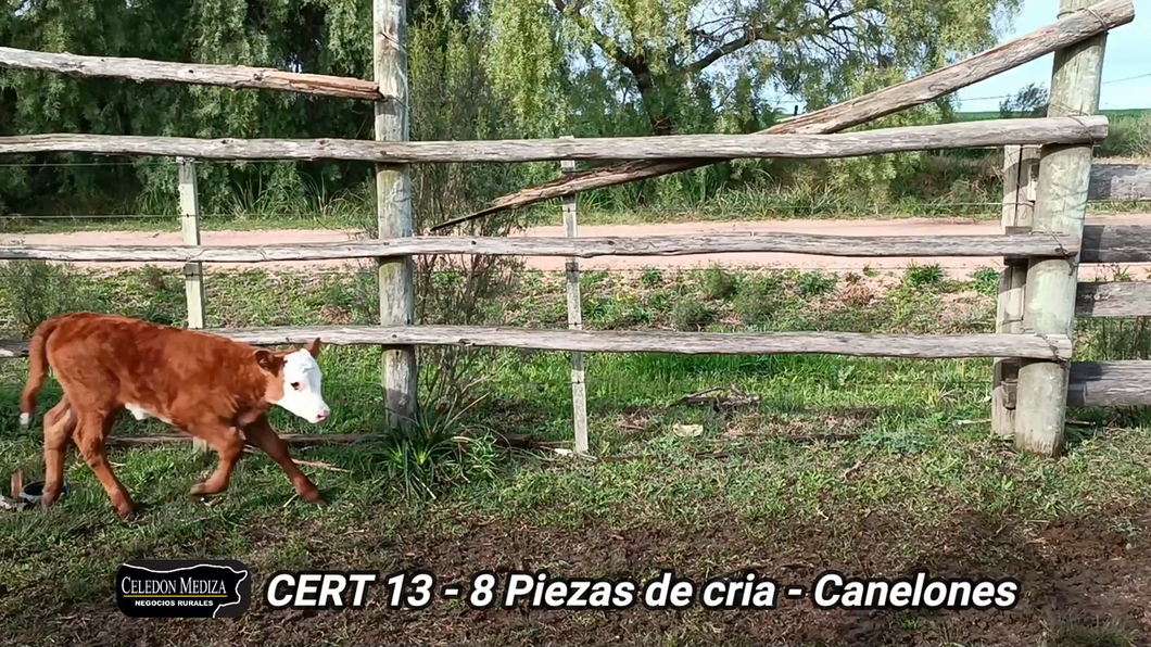 Lote 8 Piezas de cría en Canelones