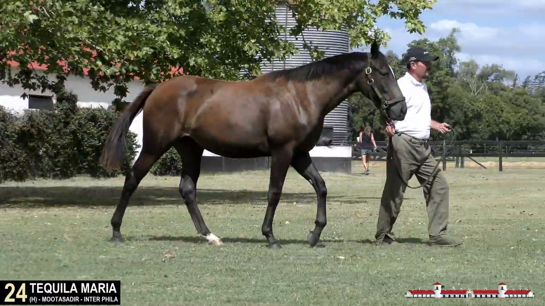 Lote TEQUILA MARIA