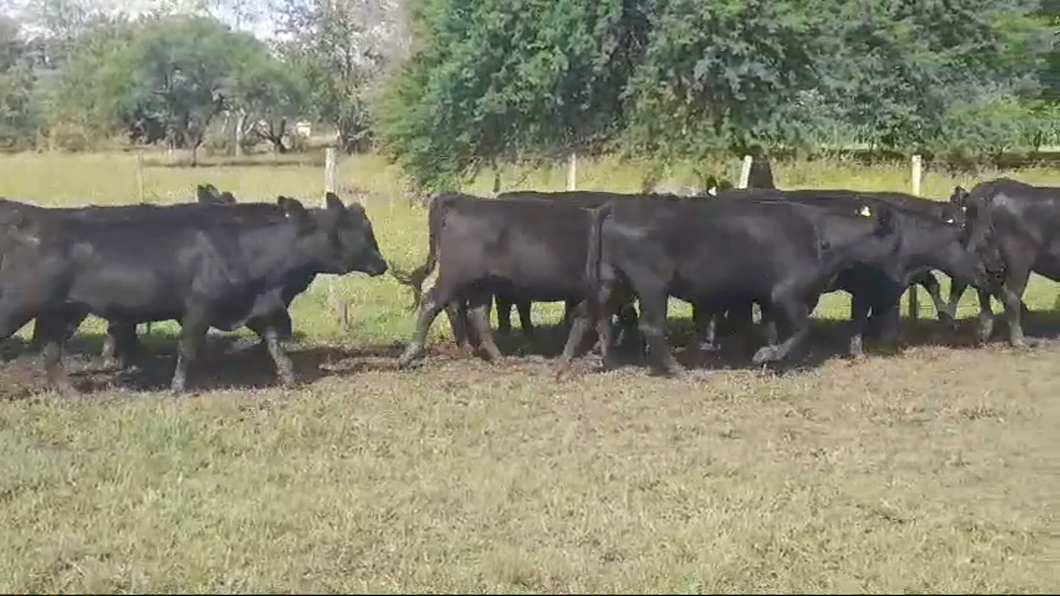 Lote (Vendido)12 Vaquillonas 1 a 2 años ANGUS a remate en #43 Pantalla Carmelo  355kg -  en POLANCOS