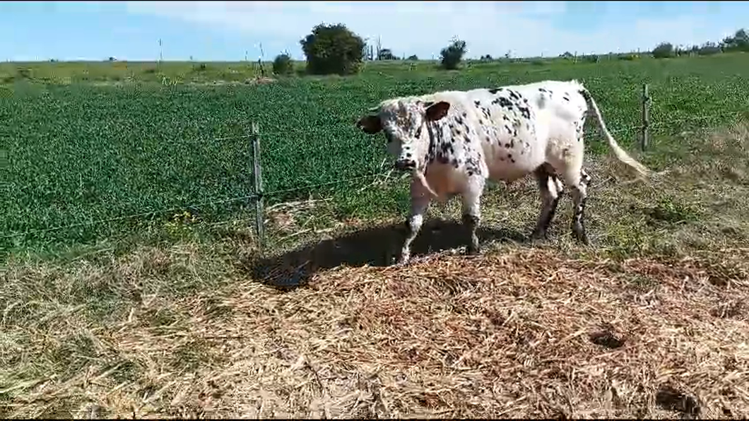 Lote Toros Normando a remate en Pantalla Camy  480kg -  en Cagancha