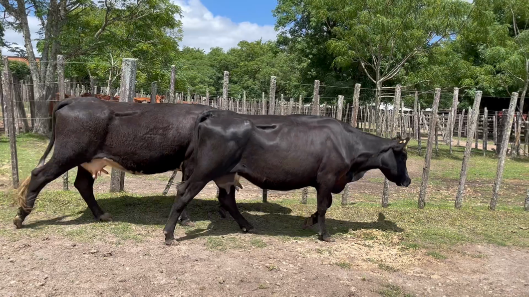 Lote 2 Vacas de Invernada