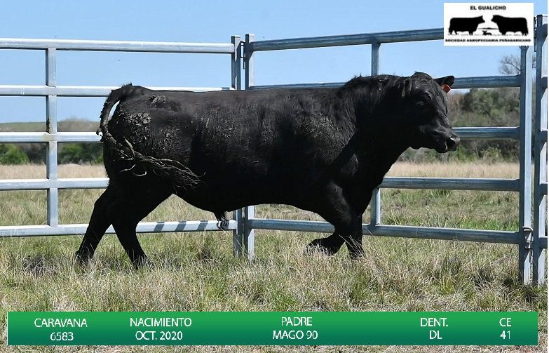 Lote TOROS EL GUALICHO