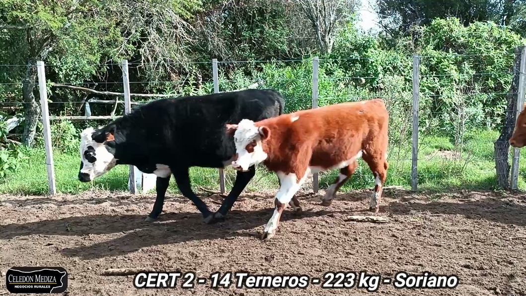 Lote 14 Terneros en Agraciada, Soriano