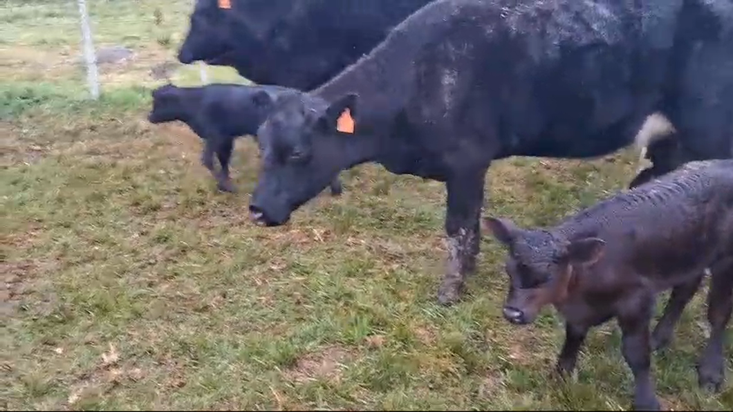 Lote 24 Piezas de cría Hereford y Angus a remate en Pantalla Camy  en San Gregorio