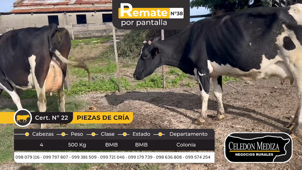 Lote 4 Piezas de cría en Otra Localidad, Colonia