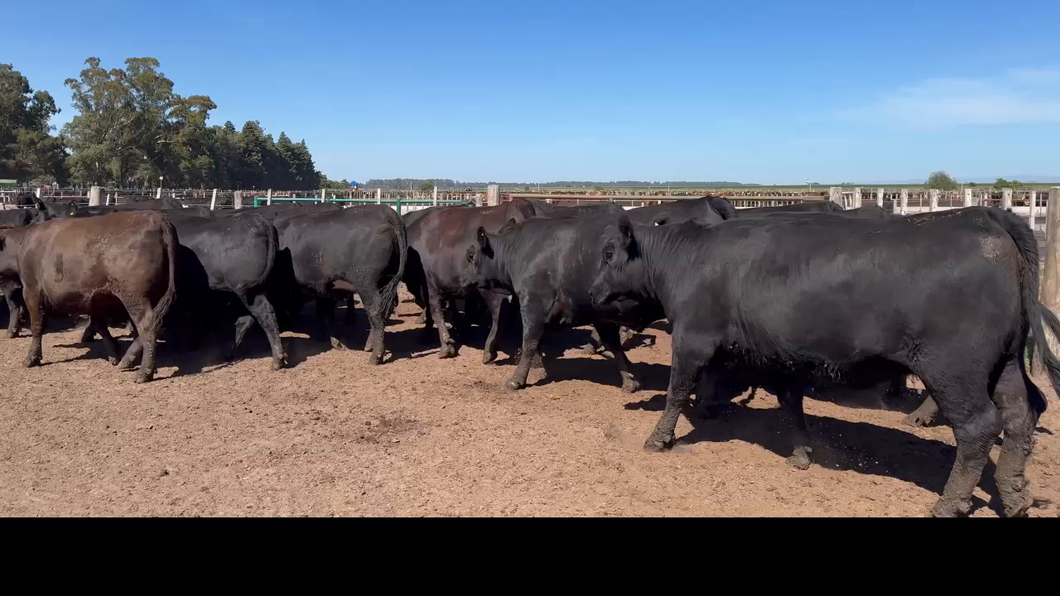 Lote 28 VAQUILLONAS