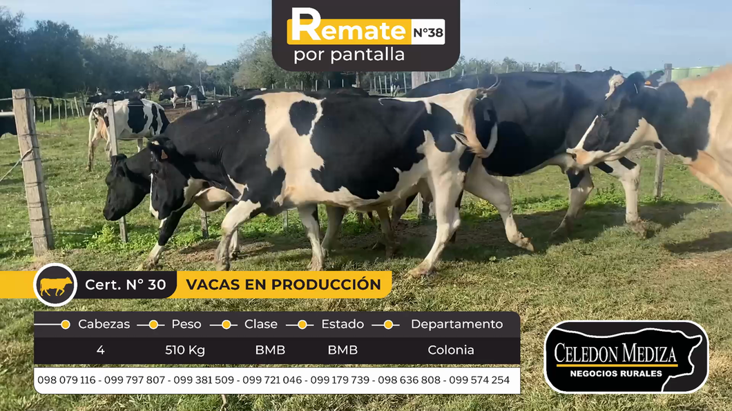 Lote 4 Vacas en produccion en Otra Localidad, Colonia