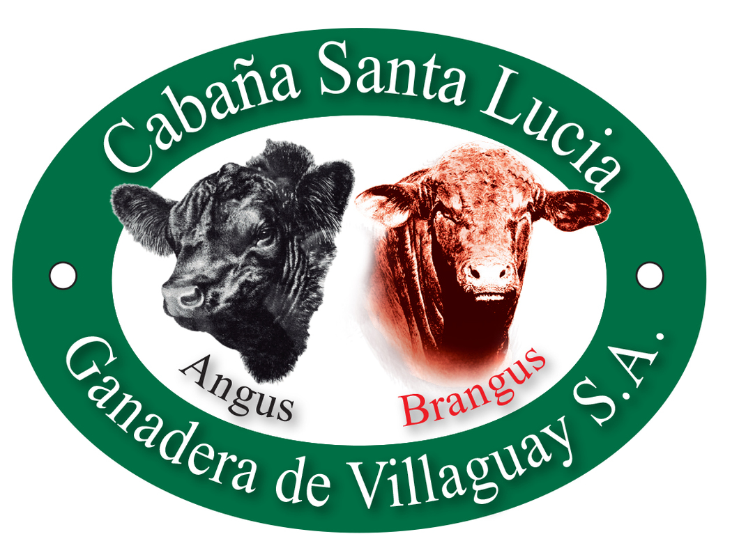Lote Vaquillonas Brangus C/Garantia de Preñez Cabaña Santa Lucia