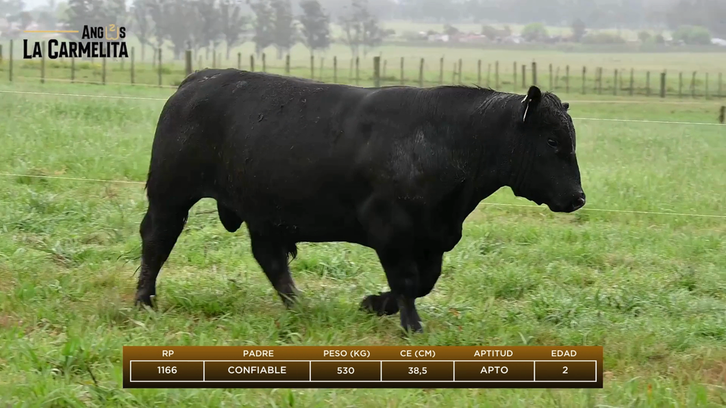 Lote Rp 1166 - Angus La Carmelita